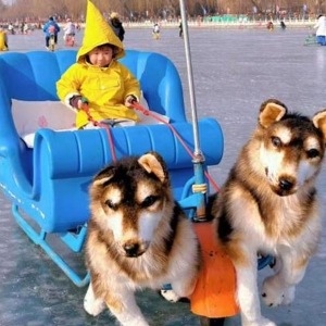 Ski Cart